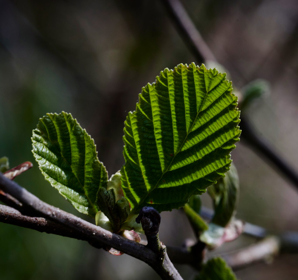 Alder1904172