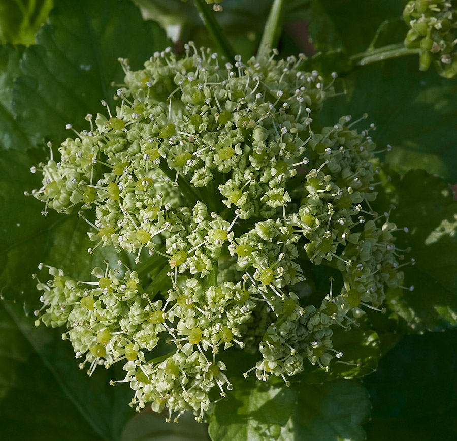 Alexanders0904171