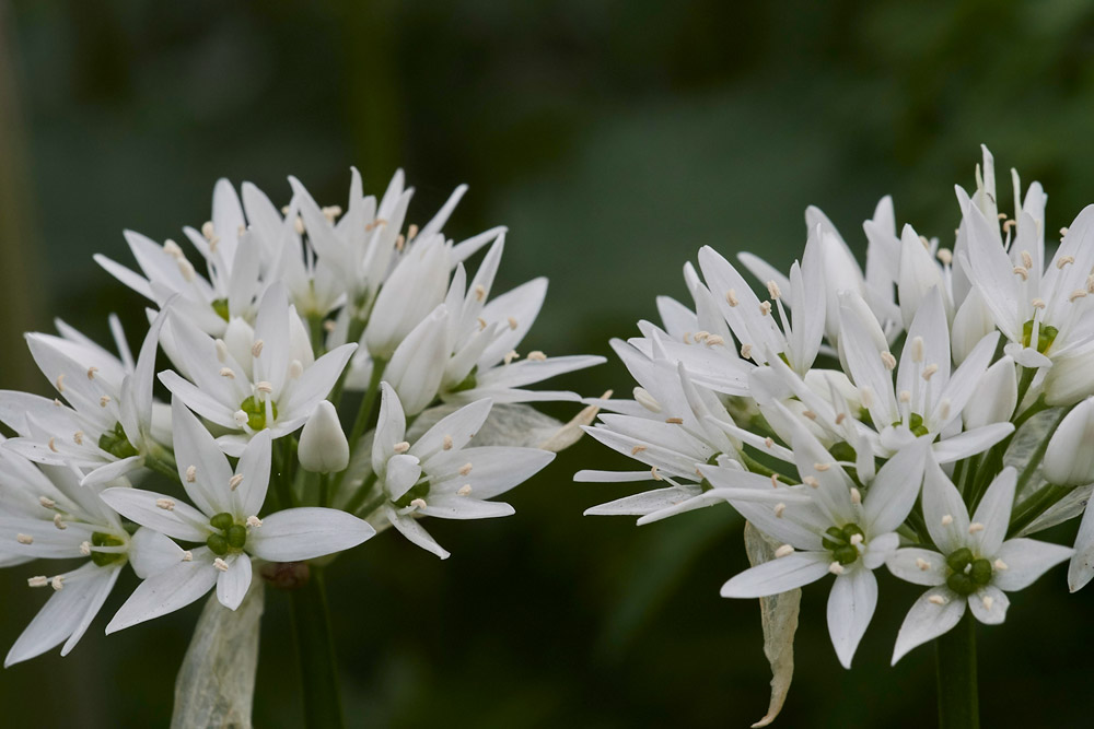 Allium2304172