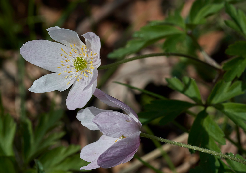 Anemone0605171