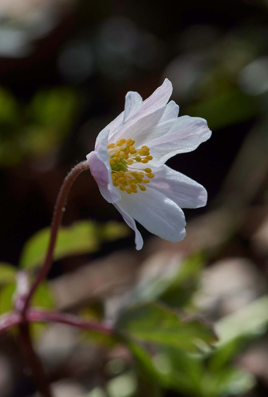 Anemone2103173