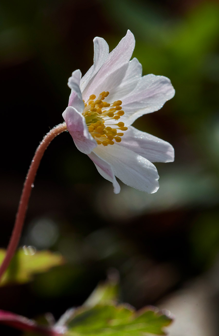 Anemone2103174