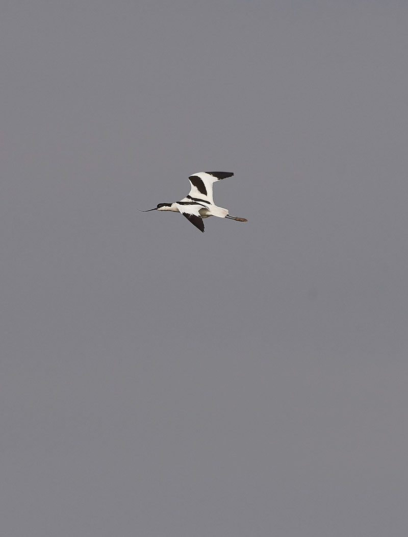 Avocet2004172