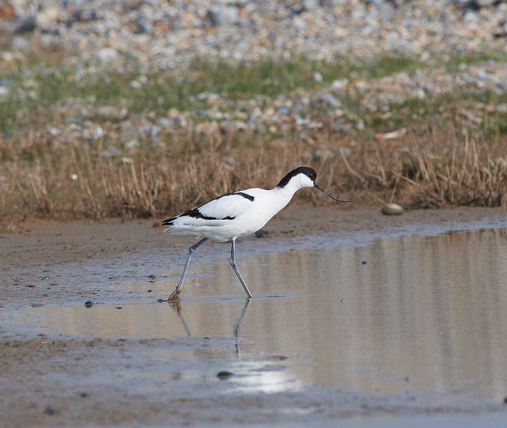 Avocet2004173