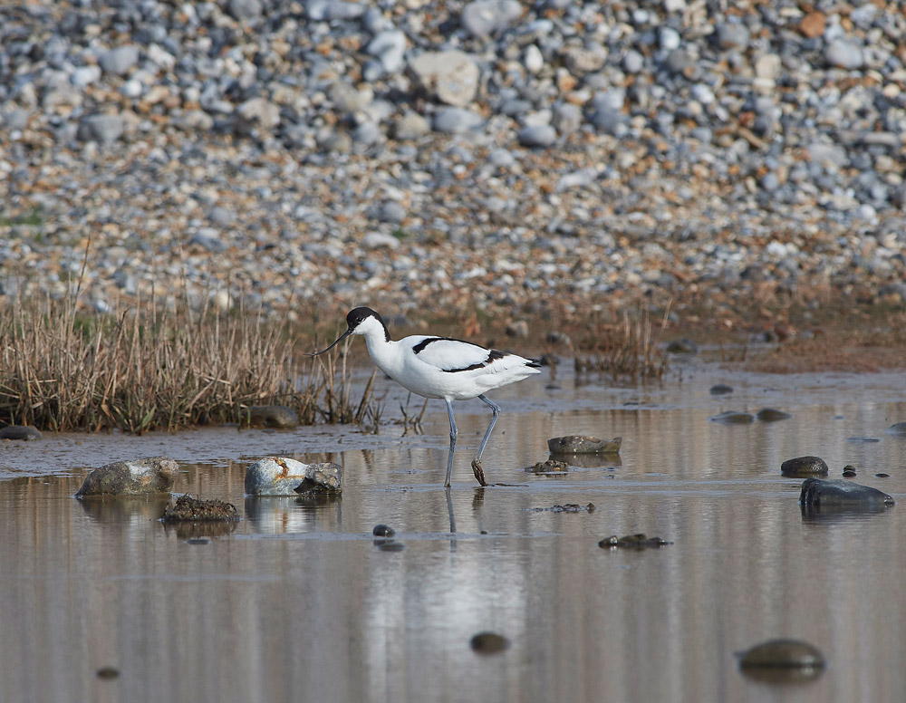 Avocet2004174