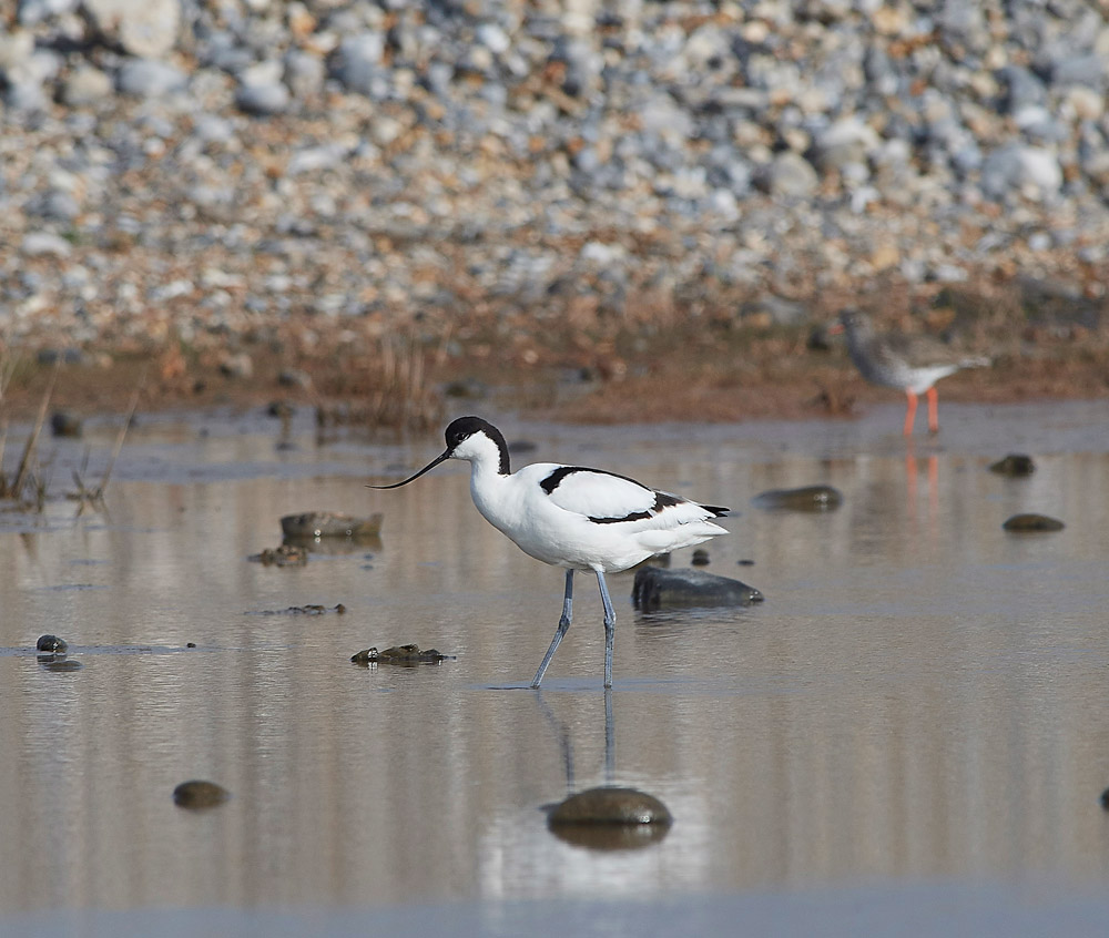 Avocet2004175