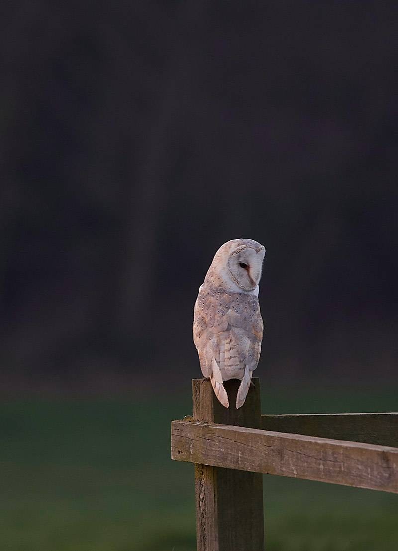 BarnOwl2301171