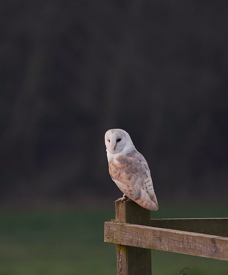 BarnOwl2301172