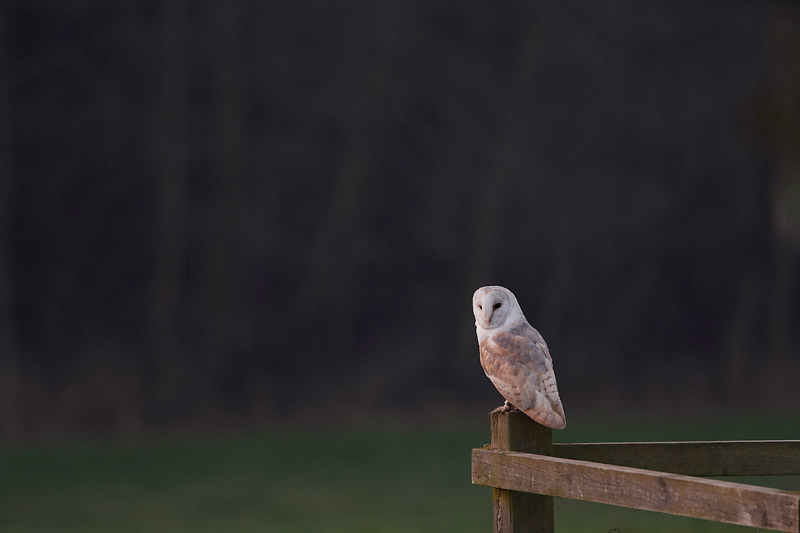 BarnOwl2301173