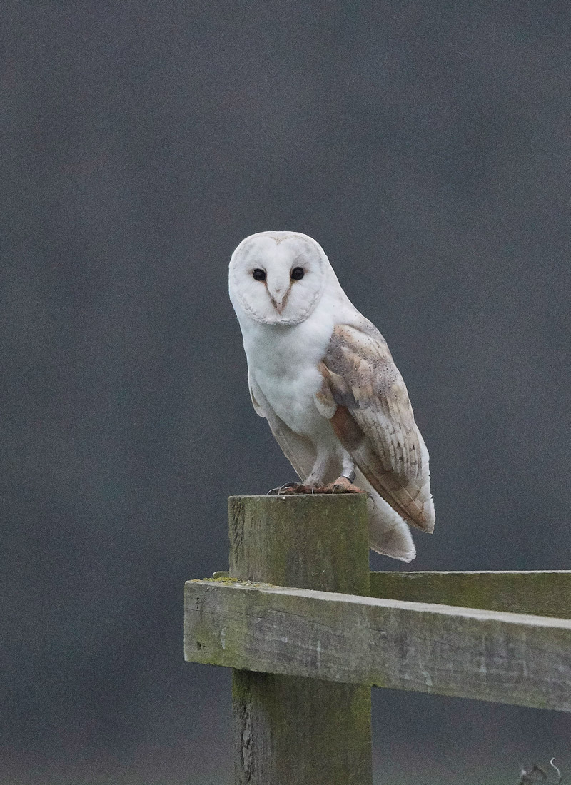 BarnOwl2501171