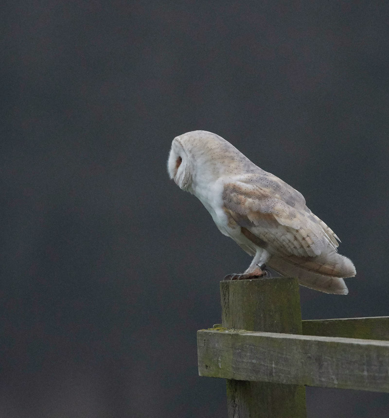 BarnOwl2501172