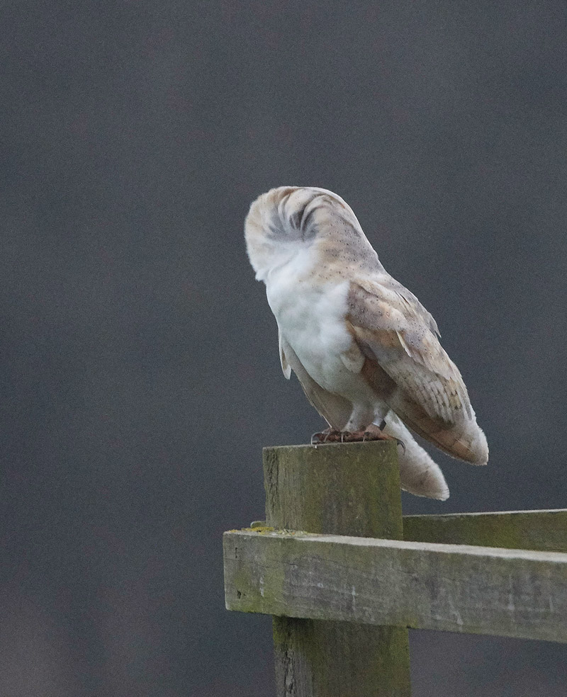 BarnOwl2501173