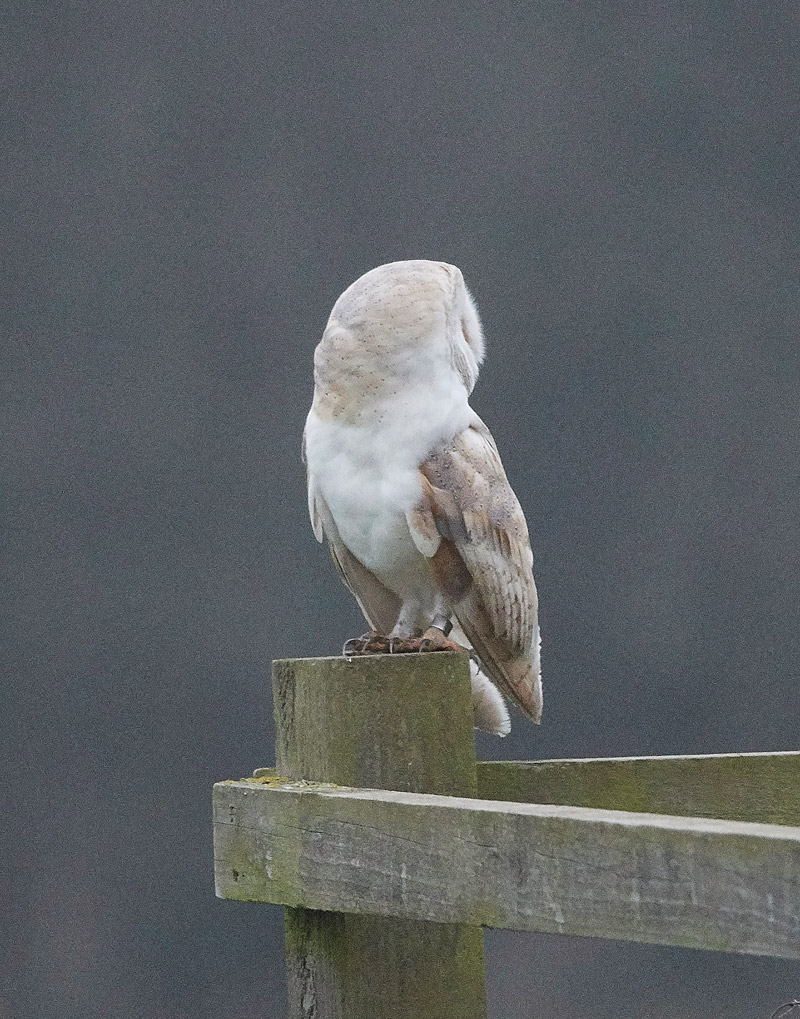 BarnOwl2501174