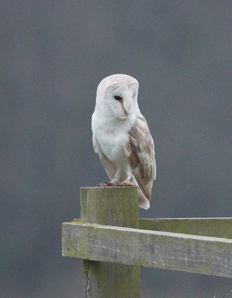 BarnOwl2501175