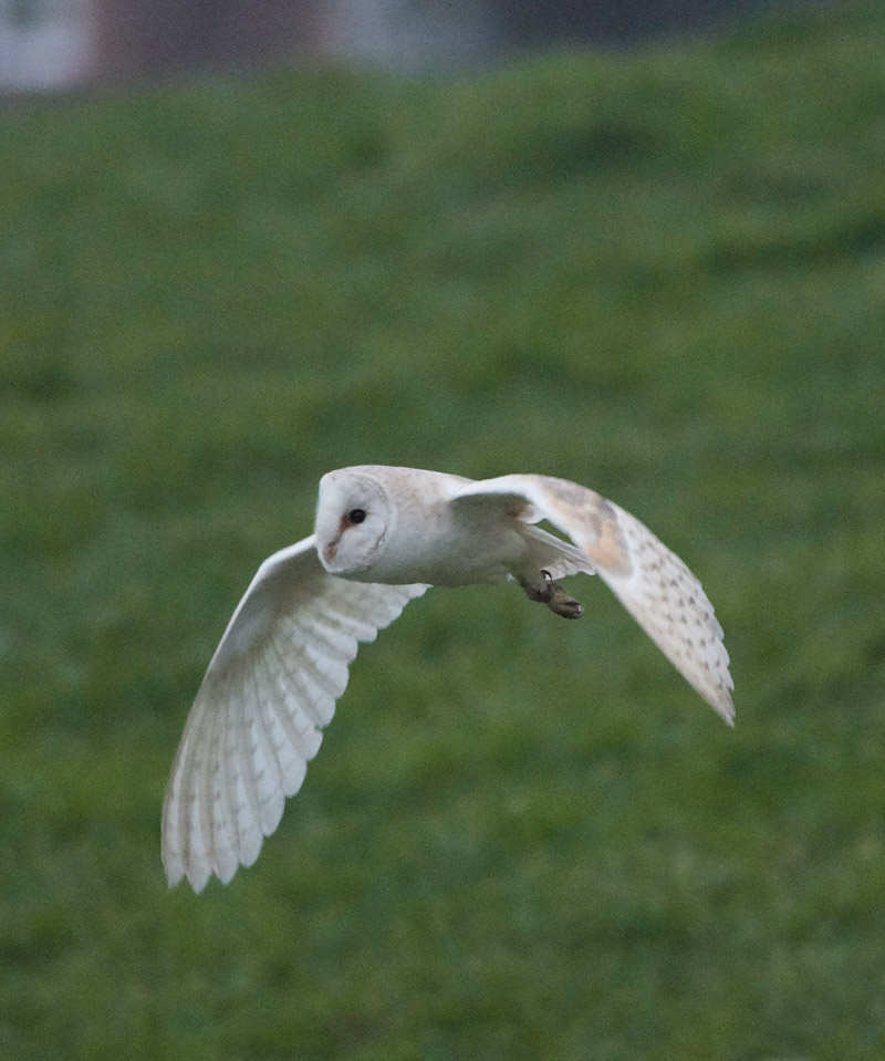 BarnOwl2501176