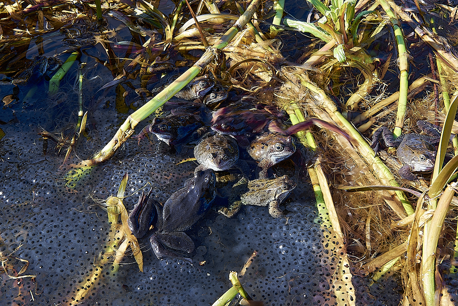 BeestonCommonFrogs0903173-NEF_DxO_DeepPRIMEXD