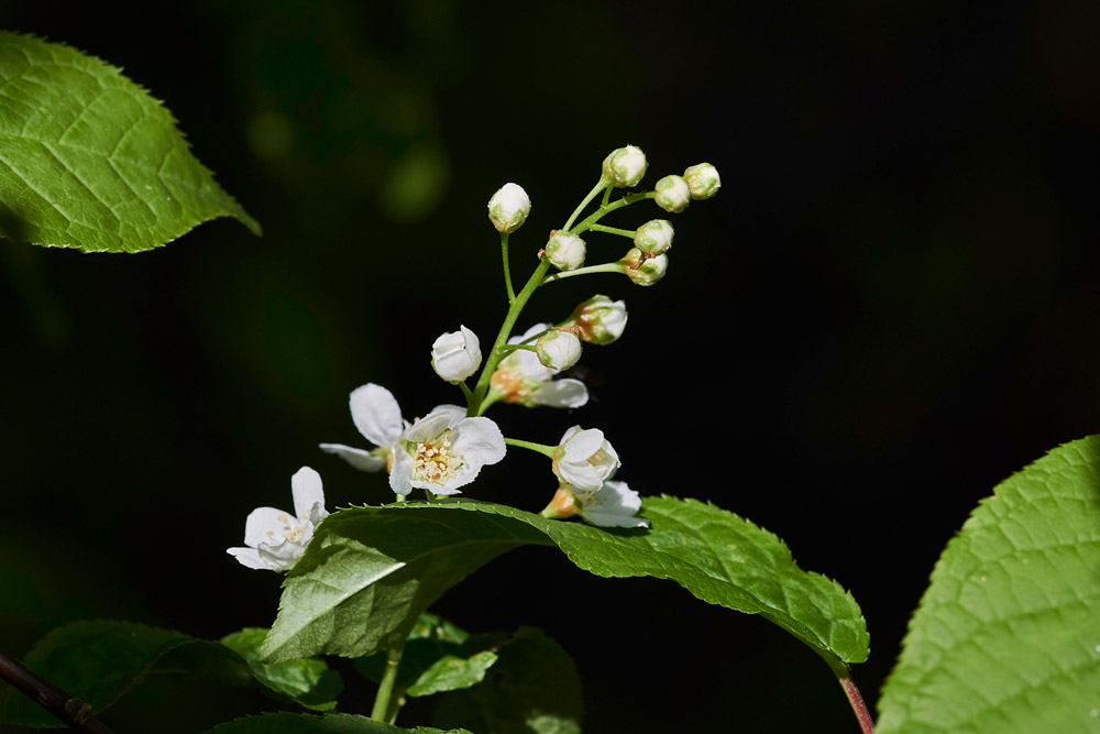 BirdCherry0604171