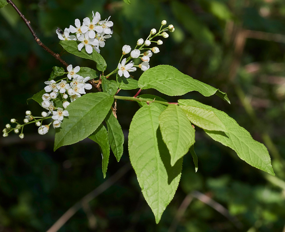 BirdCherry0604172