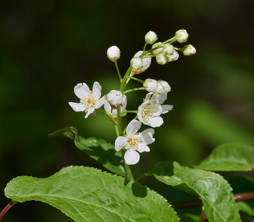 BirdCherry0604173