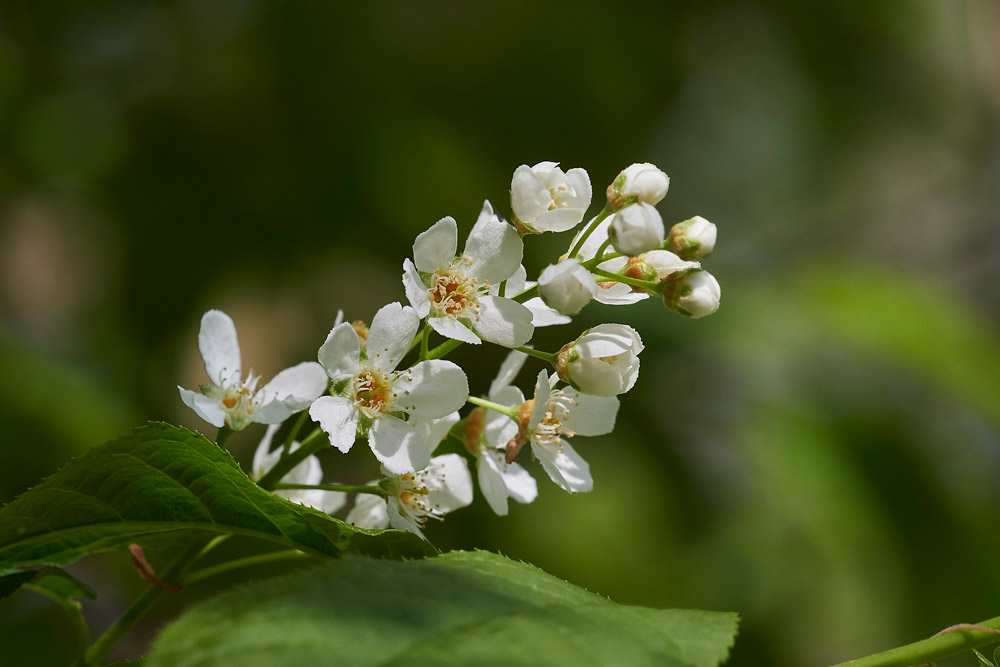 BirdCherry0604174