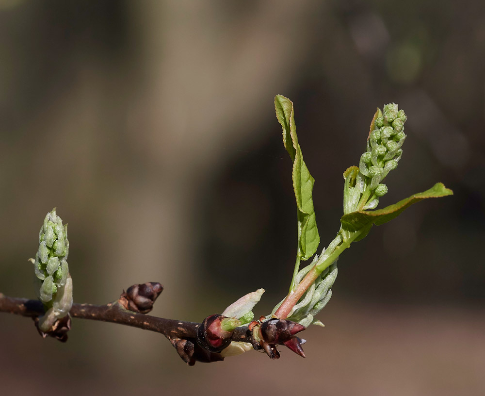 BirdCHerry2403172