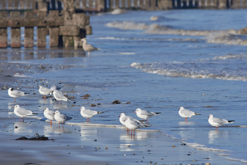 BlackHeadedGulls2401171