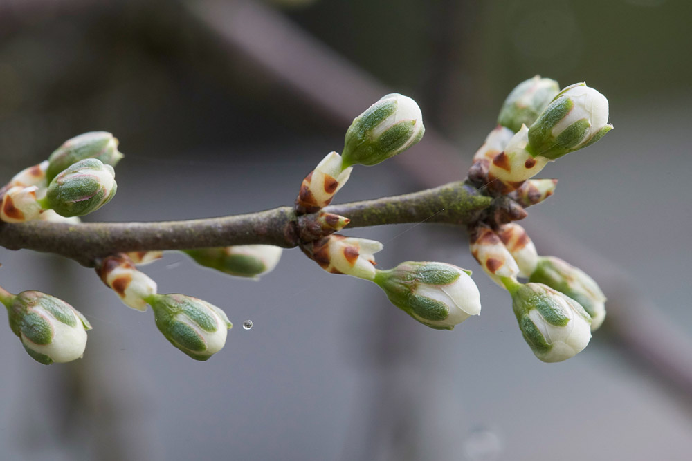 Blackthorn2803171