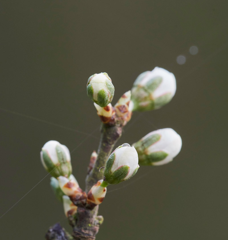 Blackthorn2803172