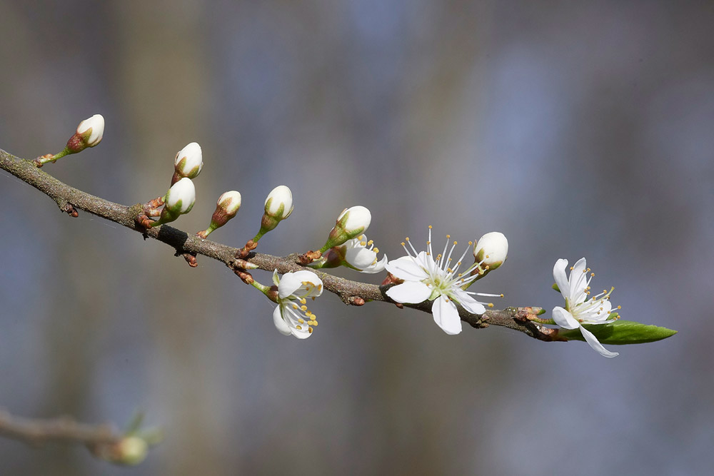 Blackthorn30031710