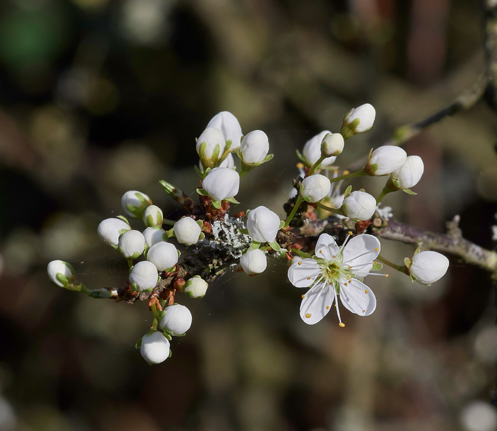 Blackthorn30031711