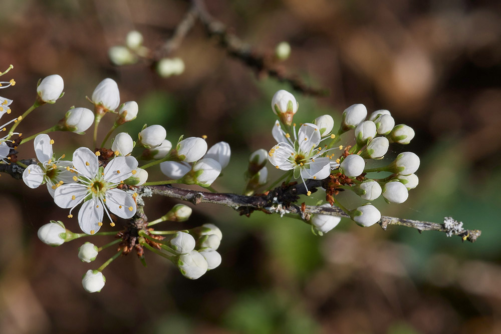 Blackthorn30031712