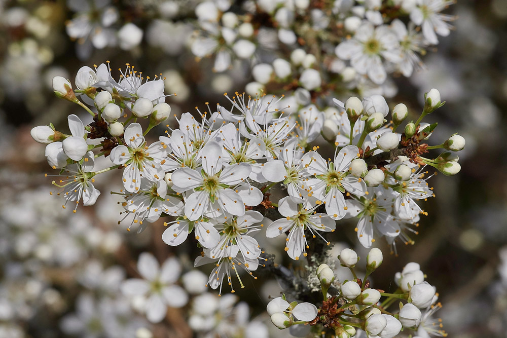 Blackthorn30031713