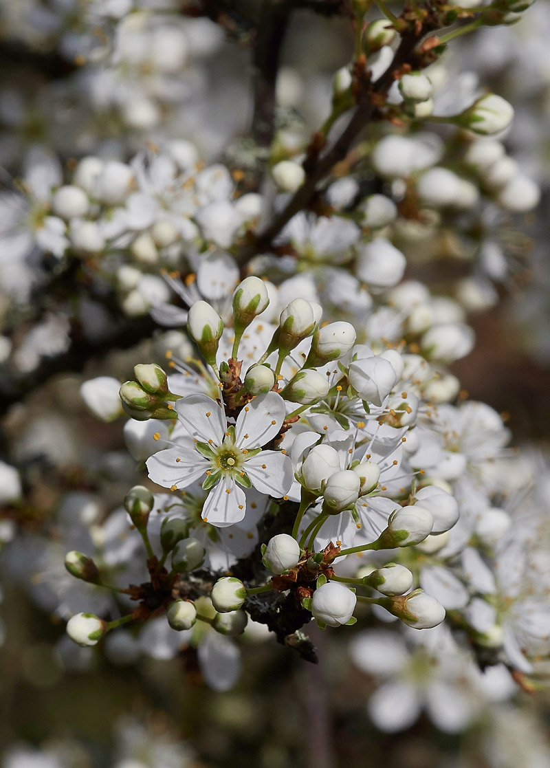 Blackthorn30031714