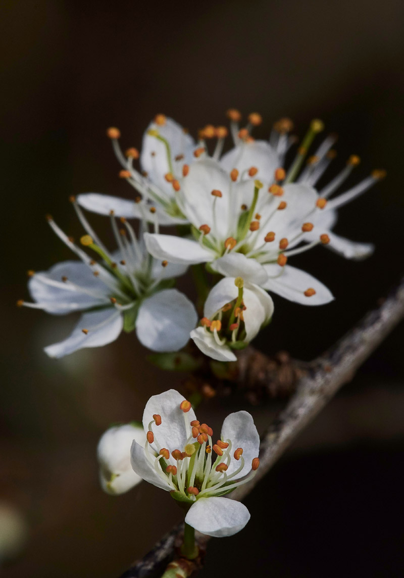 Blackthorn3003172