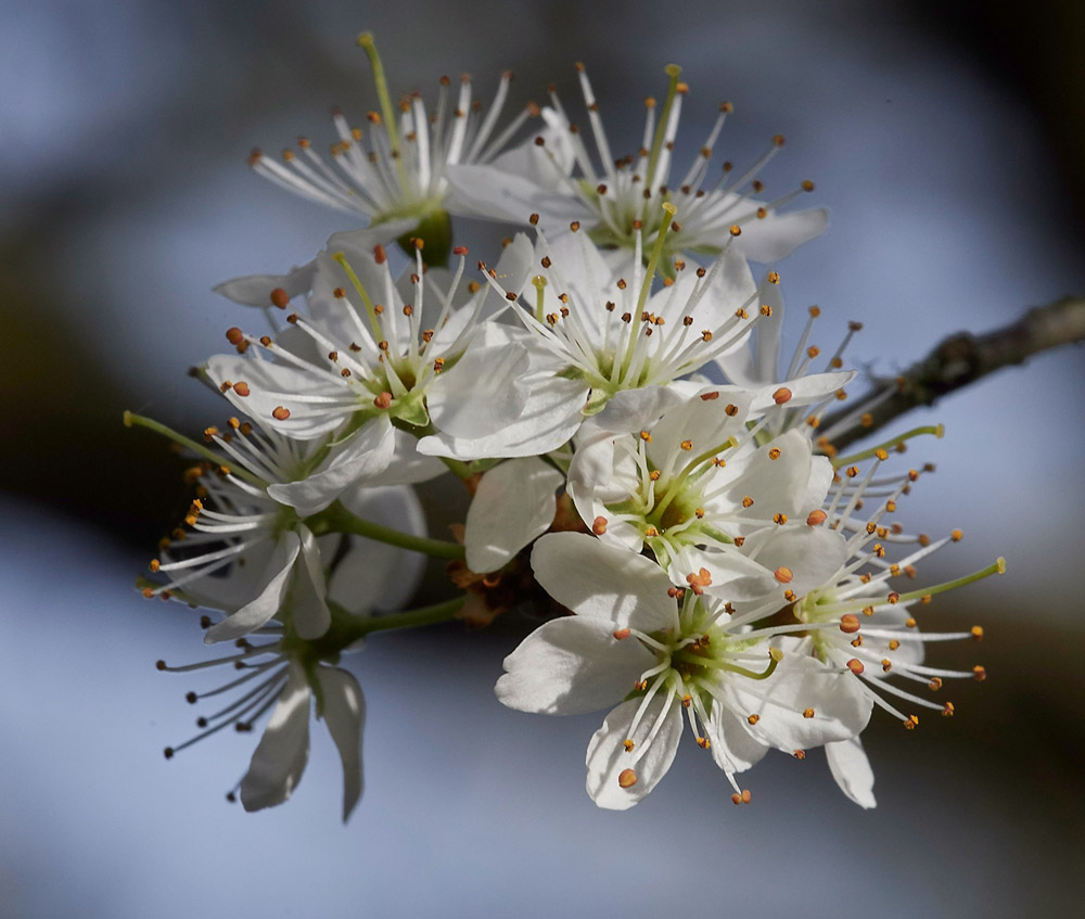 Blackthorn3003173