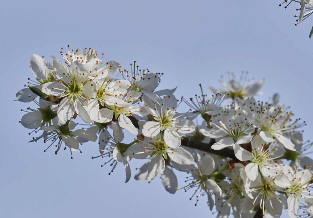 Blackthorn3003175