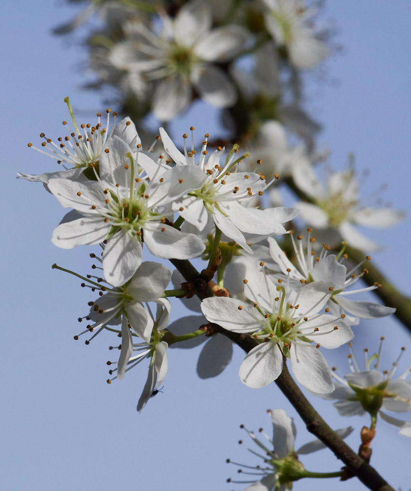 Blackthorn3003176