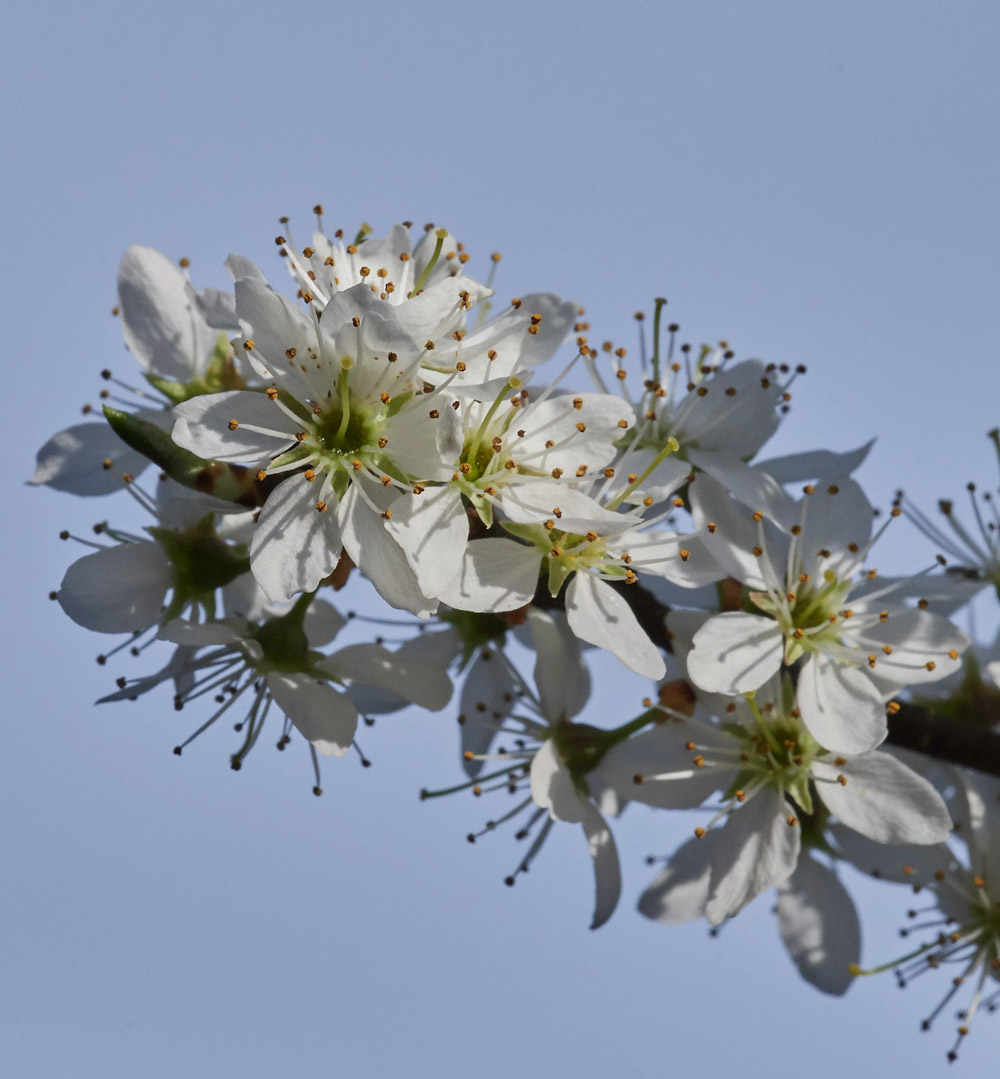 Blackthorn3003178