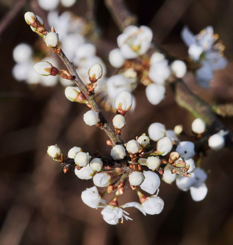 Blackthorn3003179