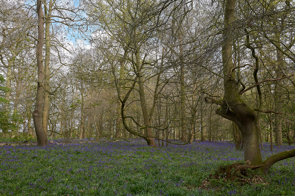 Blickling1704171