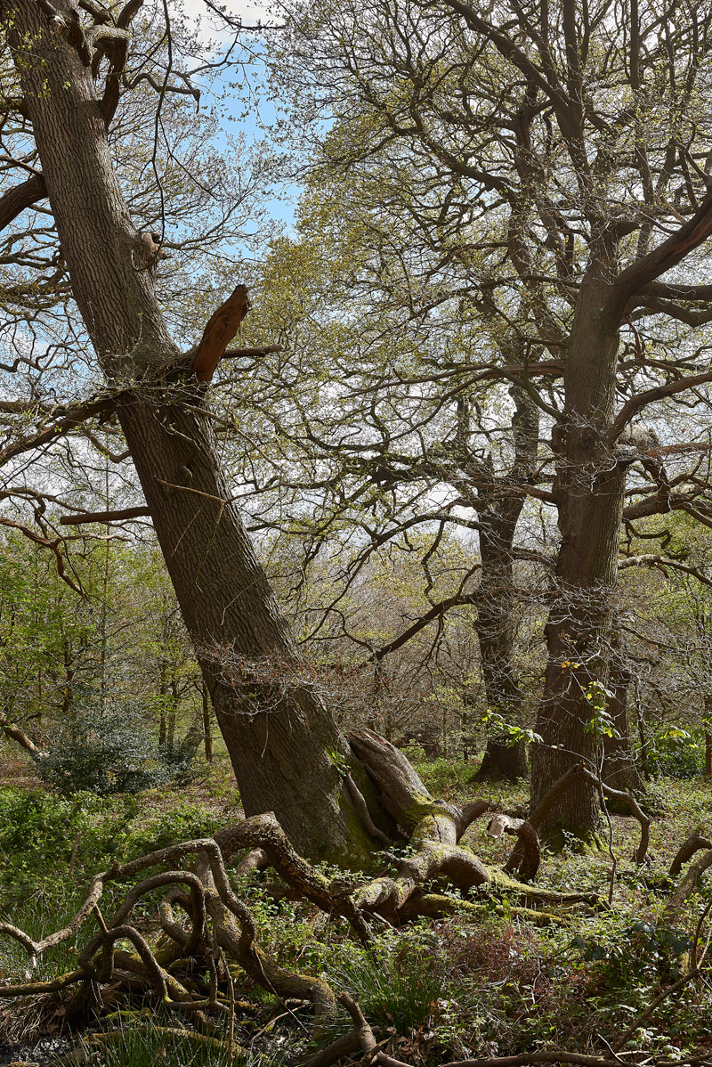 Blickling1704174