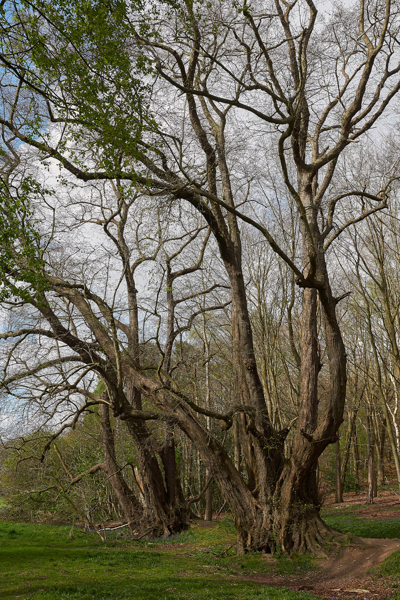 Blickling1704179