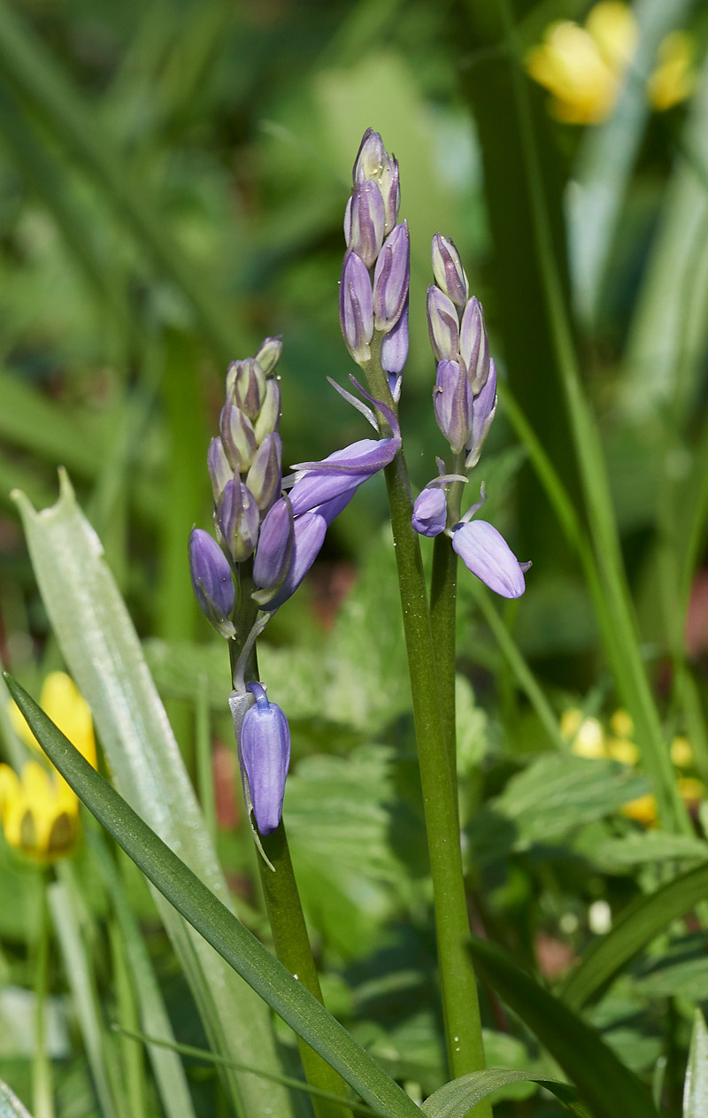 BlueBell0604171