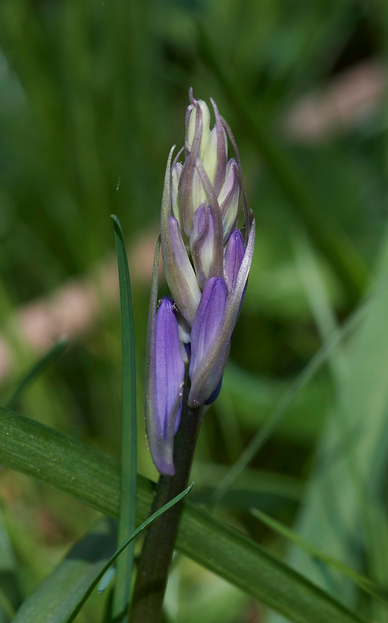 BlueBell0604172