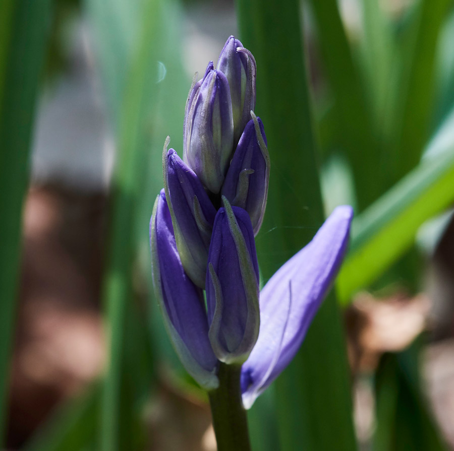 BlueBell0604173