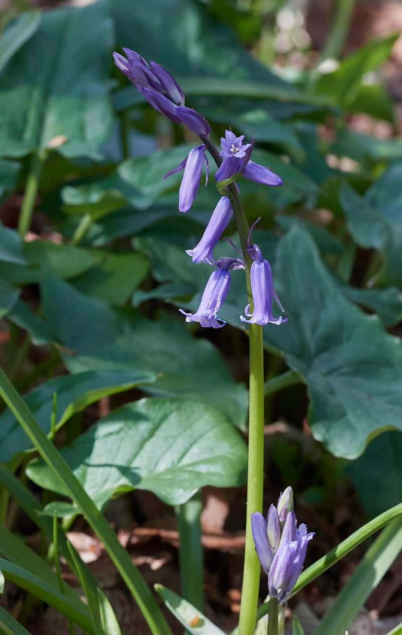 BlueBell0604174