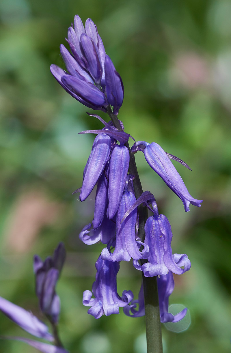 Bluebell1504171