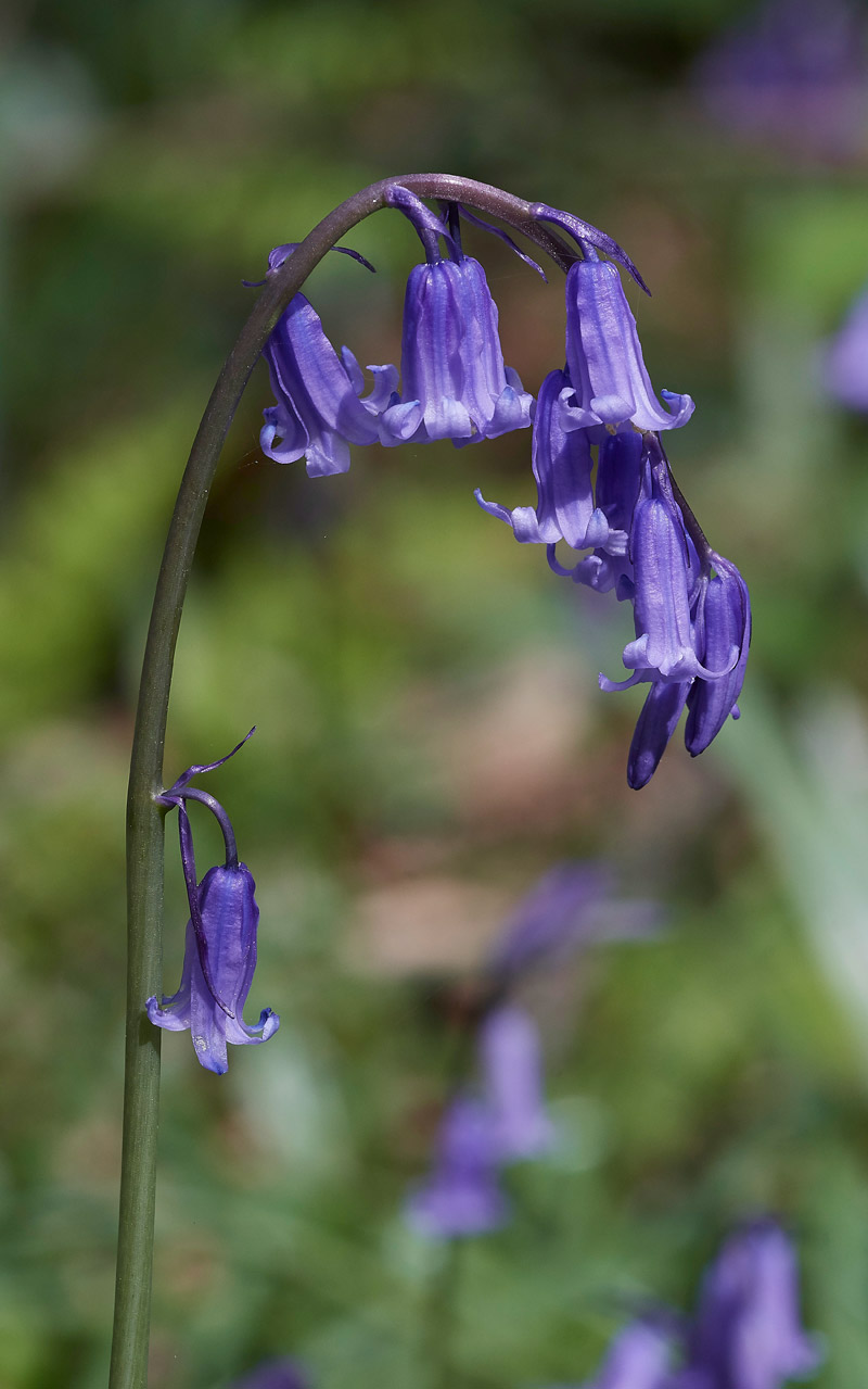 Bluebell1504172