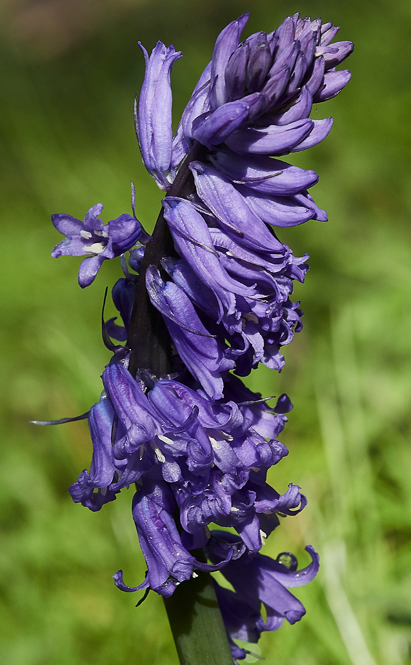 Bluebell2604171