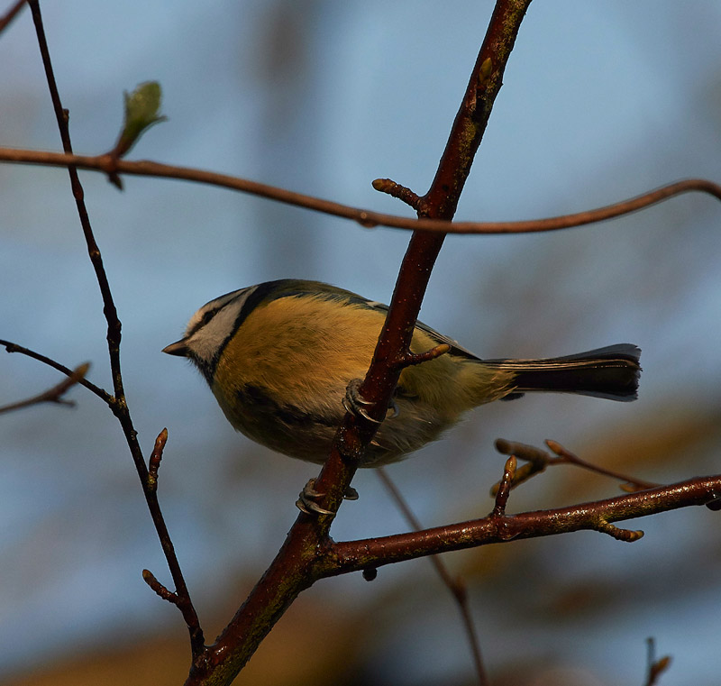 BlueTit0502171